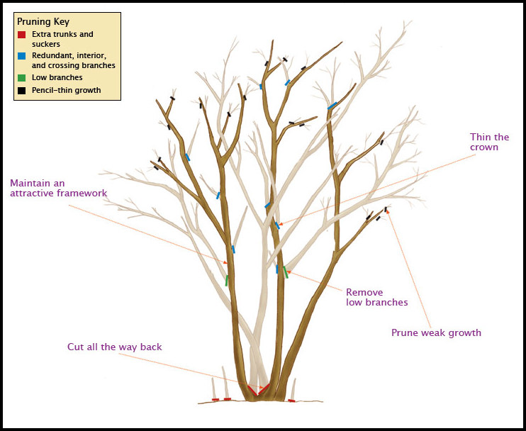 Pruning Crepe Myrtle Trees
