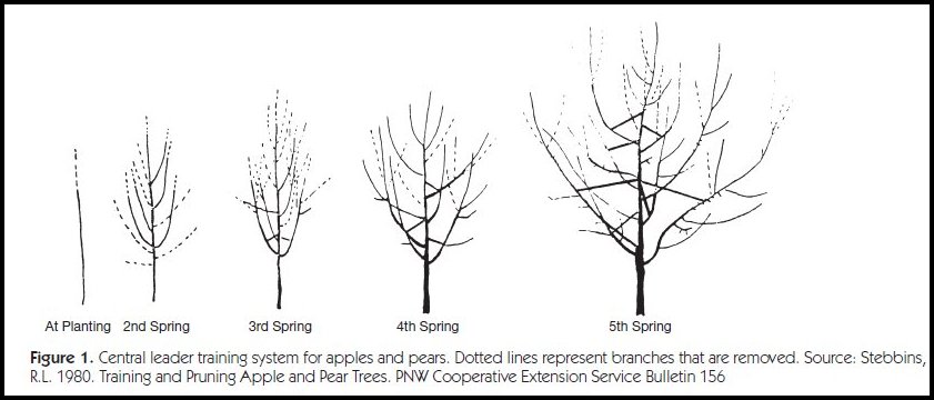 Pruning Young Apple Trees