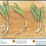 Ramps Vegetable Where To Find