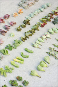 Succulent Cuttings For Sale
