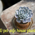 Succulents Safe For Cats