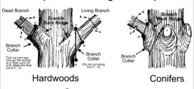 What Is Tree Pruning