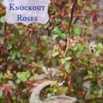 When Do You Prune Knockout Roses