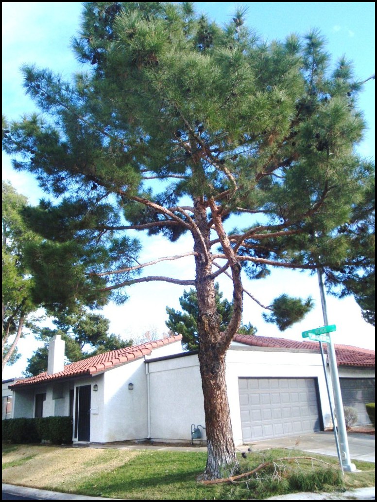 When To Prune Pine Trees