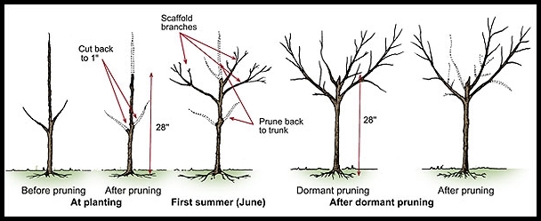 When To Prune Plum Trees