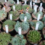 Where To Buy Succulent Plants