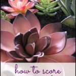 Where To Get Succulents