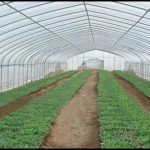 Greenhouse Plastic For Sale