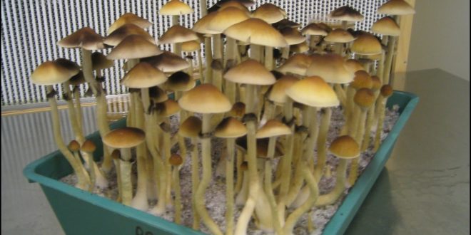 How To Grow Psychedelic Mushrooms | The Garden