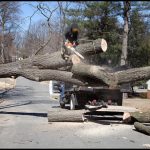 Tree Service Syracuse Ny