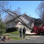 West Michigan Tree Service