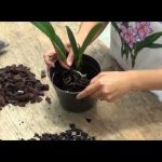 How To Transplant An Orchid