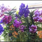 Vanda Orchids For Sale