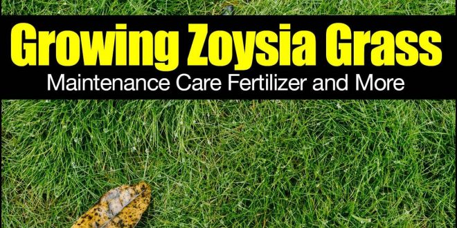 Best Fertilizer For Zoysia | The Garden
