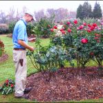 Best Mulch For Roses