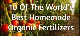 Best Organic Fertilizer For Tomatoes