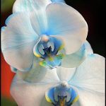 Blue Orchids For Sale