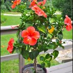 Braided Hibiscus Tree For Sale