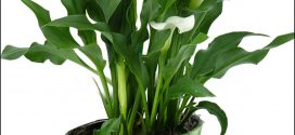 Calla Lily Care Indoors