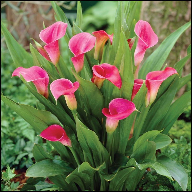 List 103+ Pictures Pictures Of Calla Lilies In Gardens Excellent