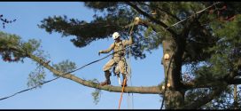 Cut Above Tree Service
