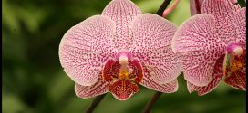 Different Kinds Of Orchids