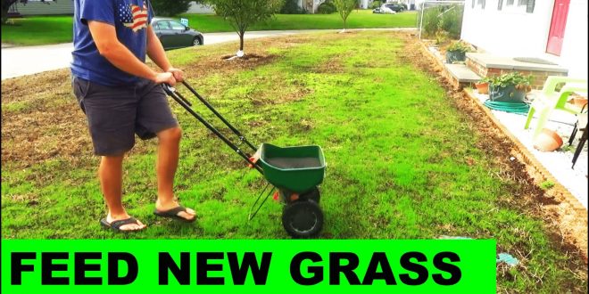 Fertilizer For New Grass | The Garden