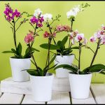 How To Care For An Orchid Plant