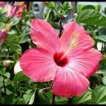 How To Grow Hibiscus