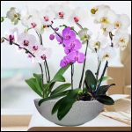 Live Orchids For Sale