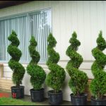 Spiral Trees For Landscaping