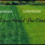 When To Fertilize New Sod