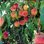 When To Fertilize Peach Trees