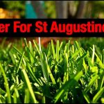 When To Fertilize St Augustine Grass