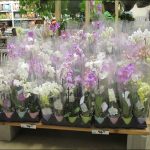 Where To Buy Orchids