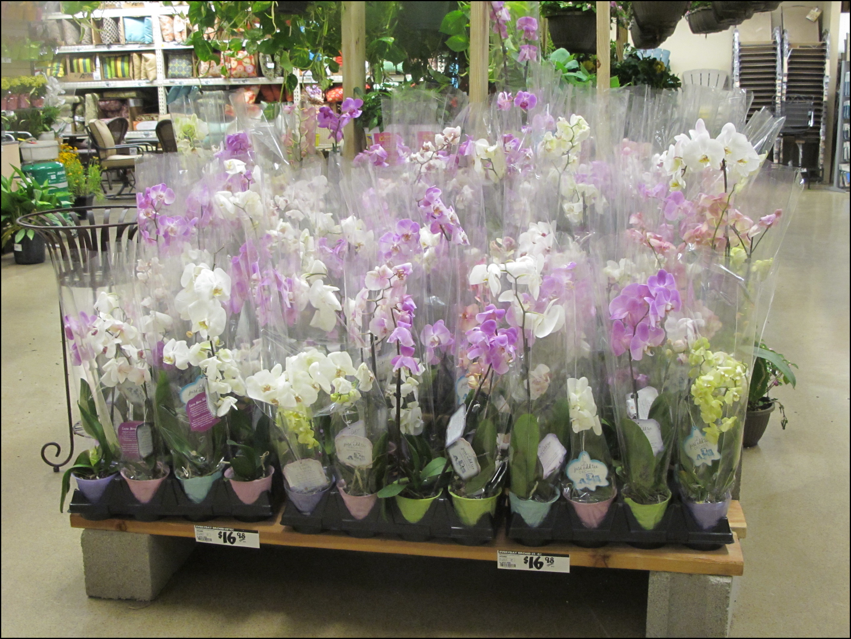 Орхидей купить интернет магазин почтой. Орхидея фаленопсис Ашан. Флоревиль орхидеи. Питомник орхидеи фаленопсисы. Флоревиль орхидеи магазин.