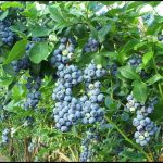 How Do Blueberries Grow