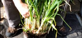 How To Grow Shallots