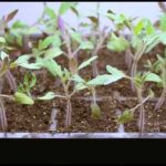How To Grow Tomatoes From Seeds