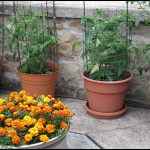 How To Grow Tomatoes In A Pot