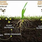 Organic Material In Soil