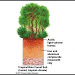 Soil In The Tropical Rainforest