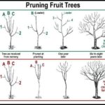 Best Time To Prune Fruit Trees