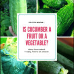 Cucumber Is A Fruit Or Vegetable