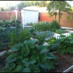 Growing Vegetables In Florida