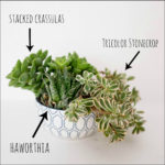How Much Do Succulents Cost