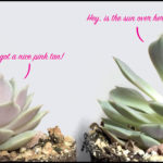 How Much Sun Do Succulents Need