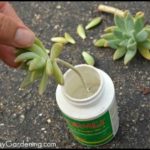 How To Plant Succulent Cuttings