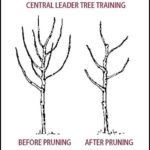 Pruning A Pear Tree