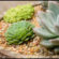 What To Plant Succulents In